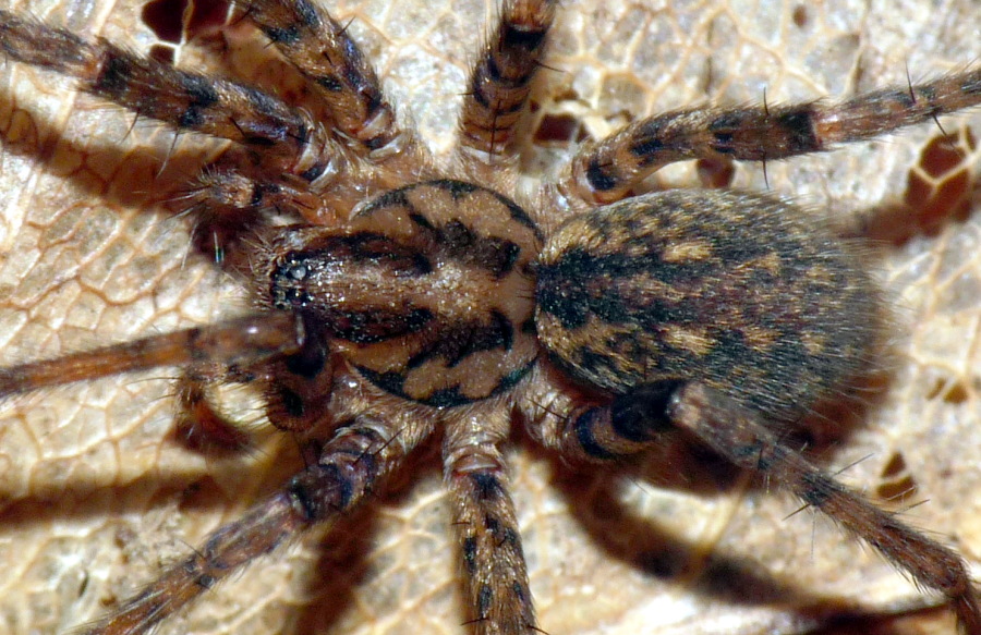 Tegenaria o Malthonica sp.